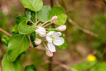 Beautiful spring flowering branches of trees with white flowers and insects macro