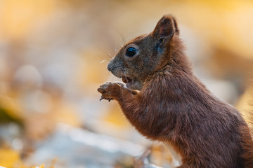 Portrait of a cute red squirrel (Sciurus vulgaris)