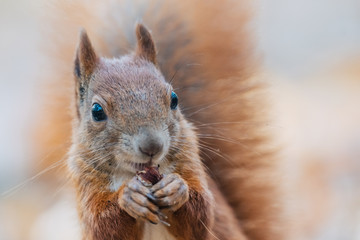 Portrait of a cute red squirrel (Sciurus vulgaris)