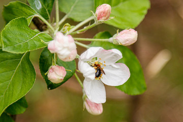 Beautiful spring flowering branches of trees with white flowers and insects macro