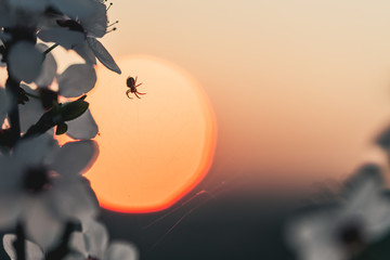 Sunset behind a white flowering tree with a small spider