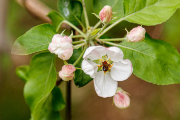 Obraz premium Beautiful spring flowering branches of trees with white flowers and insects macro