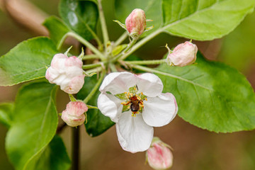 Beautiful spring flowering branches of trees with white flowers and insects macro