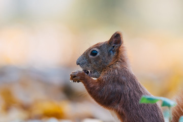 Portrait of a cute red squirrel (Sciurus vulgaris)