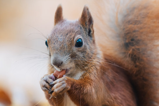 Portrait of a cute red squirrel (Sciurus vulgaris)