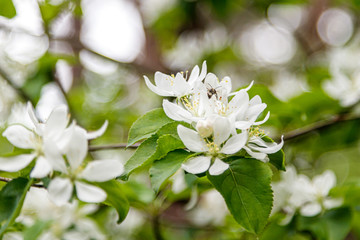 Beautiful spring flowering branches of trees with white flowers and insects macro