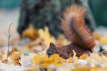 Portrait of a cute red squirrel (Sciurus vulgaris)