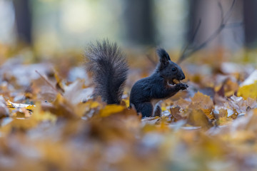 Portrait of a cute red squirrel (Sciurus vulgaris)