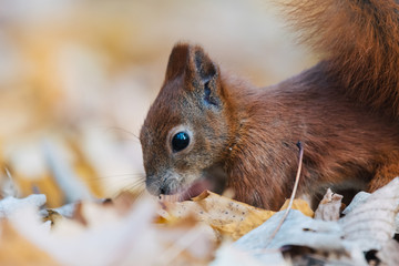 Portrait of a cute red squirrel (Sciurus vulgaris)