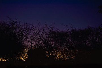 Fototapeta na wymiar tree in night