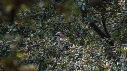 Arrendajo esperando entre las hojas