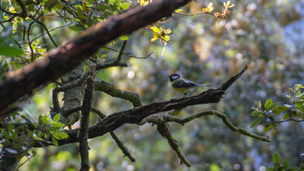Carbonero Común en rama de un árbol