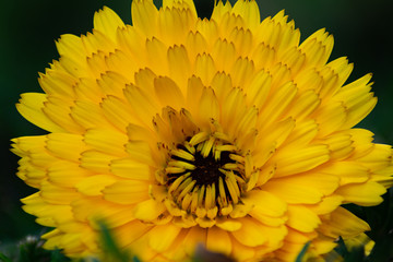 close up macro of marigold