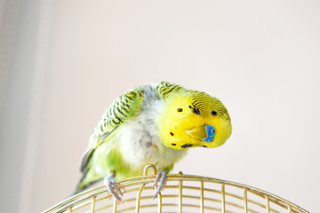 Domestic budgie parrot, poultry with health problem after moulting. A Budgerigar with plucked...