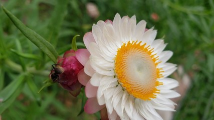 Obraz premium flor branca, paisagem, natureza, lindo, exótico