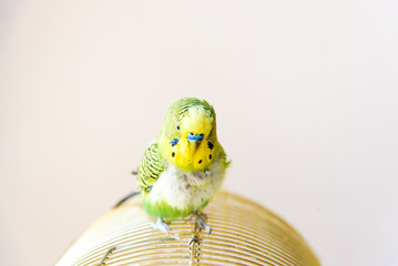 Domestic budgie parrot, poultry with health problem after moulting. A Budgerigar with plucked...