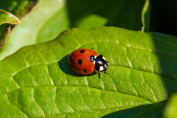 Fototapeta premium Ladybug (Coccinellidae) on green leaf in summer, macro