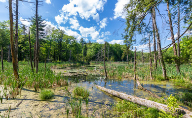 Springtime in a marsh surrounded by trees