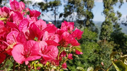 flor rosa, natureza, paisagem,  postal, lindo , maravilhoso