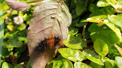 lagarta, venenosa, perigo, animal, inseto, 