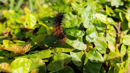 lagarta, pelos, veneno, perigoso, inseto, vida, animal, cria&ccedil;&atilde;o de Deus, 