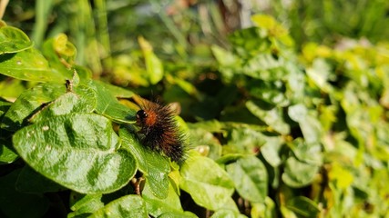 lagarta, pelos, veneno, perigoso, inseto, vida, animal, criação de Deus, 