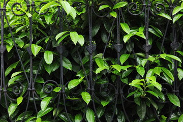 Metal fence and green bush. Gardening and privacy concept