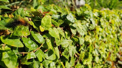 lagarta, pelos, veneno, perigoso, inseto, vida, animal, cria&ccedil;&atilde;o de Deus, 