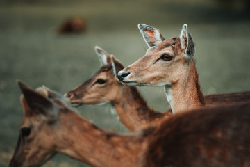 Obraz premium portrait of a female deer
