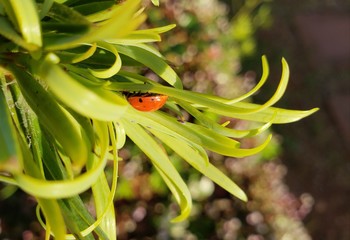 joaninha, vermelha, inseto, vida, animal, natureza