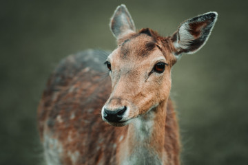 portrait of a female deer