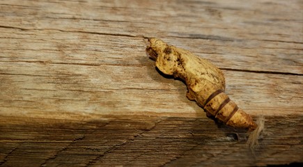 lagarta, casúlo, borboleta, mariposa