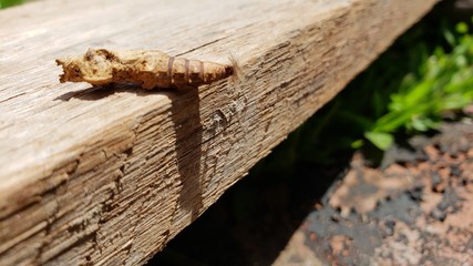 lagarta, casúlo, borboleta, mariposa