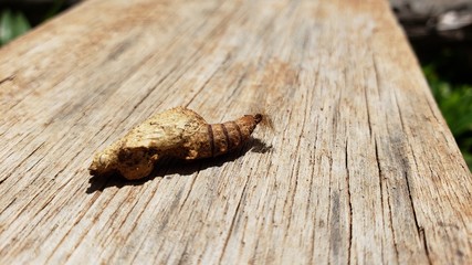 lagarta, casúlo, borboleta, mariposa
