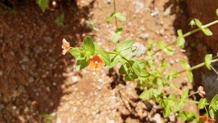 flor, natureza, chão árido, seco, terra, 