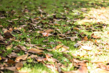 autumn leaves on green grass with sunshine