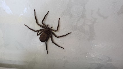 aranha na parede