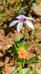 flor, natureza, chão árido, seco, terra, 