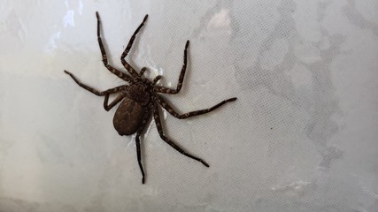 aranha na parede