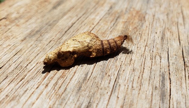 lagarta, cas&uacute;lo, borboleta, mariposa