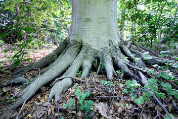 Enormous root system of old tree