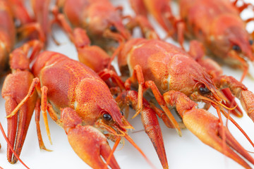 Tasty, boiled crawfishes of red color on a white background. Closeup. Selective focus.