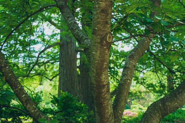 Cherry trees in a woods in the Spring