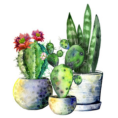 The composition of the three cacti in pots. Isolate on white background. Watercolor hand drawn illustration