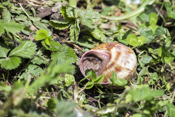 Close-up of snail in nature retreated in the snail shell - 270105020