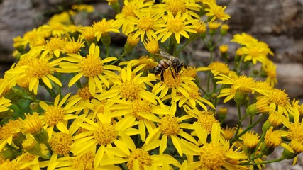 abelha, flor amarela, natureza, animal, mel, inseto