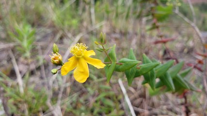 flor amarela, natureza, 