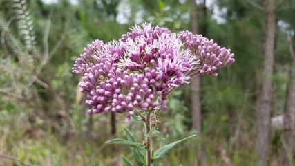 flor roxa, lilás, rosa, natureza