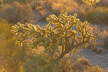 Evening Glow LIghting a Cholla in the Desert