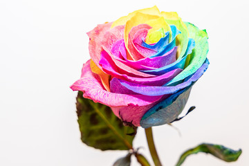Liebeserklärung in Form einer Rose in Regenbogen Farben - selten